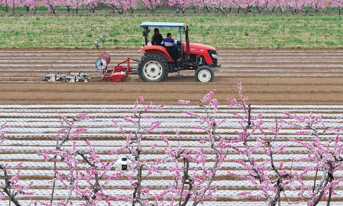 Villagers in Jishan county, Yuncheng city of North China's Shanxi Province, lay drip irrigation tapes and plastic mulch as they plant traditional Chinese medicinal herbs on April 2, 2026. The local government has vigorously promoted the cultivation of traditional Chinese medicinal herbs through the adoption of technologies such as water-saving irrigation, and helped boost farmers' incomes. Photo: VCG