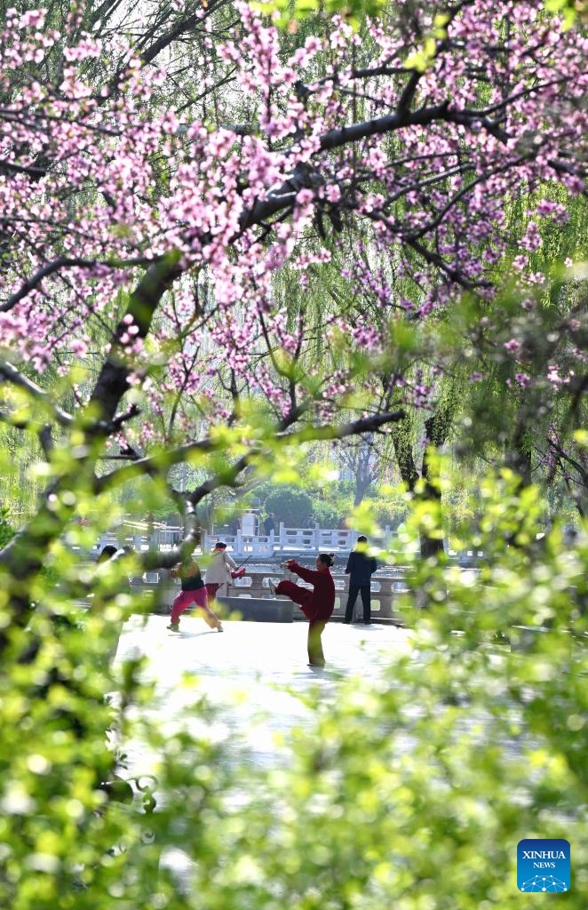 People exercise in the early morning at Yuannan Park in Qiaoxi District, Shijiazhuang City, north China's Hebei Province, April 1, 2026. Spring flowers are blooming across the country, attracting people to enjoy outings and flower viewing. (Photo by Chen Qibao/Xinhua)


