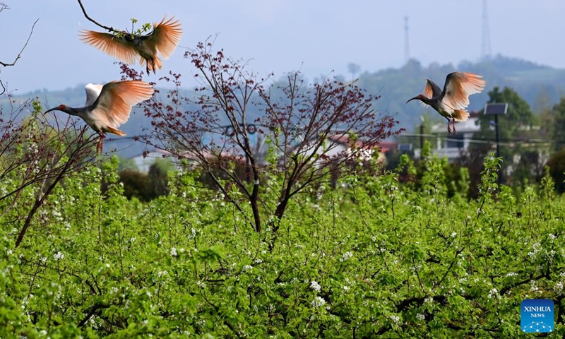 Crested ibises fly over pear trees in Caoba Village, Yangxian County of northwest China's Shaanxi Province, March 30, 2026.(Xinhua/Zou Jingyi)