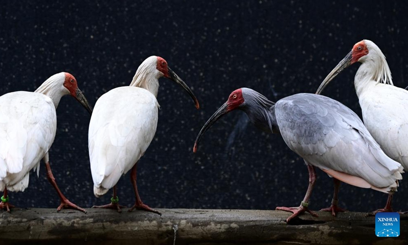 Crested ibises rescued from wild rest at an artificial breeding center of Shaanxi Hanzhong Crested Ibis National Nature Reserve in Yangxian County of northwest China's Shaanxi Province, March 30, 2026.(Xinhua/Zou Jingyi)