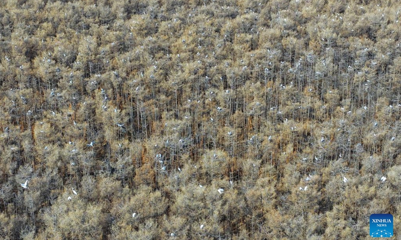 An aerial drone photo taken on April 1, 2026 shows herons resting on trees in Tongjiang, northeast China's Heilongjiang Province. (Photo by Liu Wanping/Xinhua)

