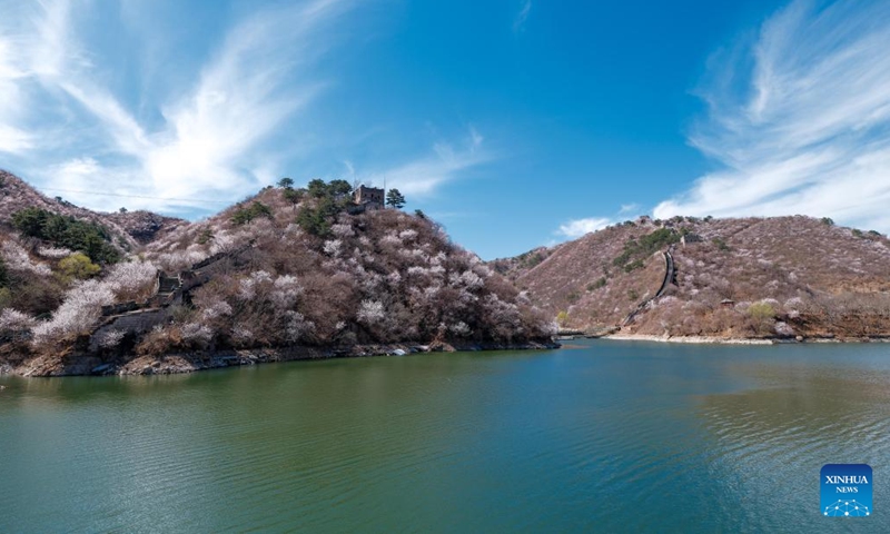 This photo taken on April 1, 2026 shows blooming flowers at Huanghuacheng Lakeside Great Wall in Huairou District of Beijing, capital of China. (Xinhua/Chen Yehua)

