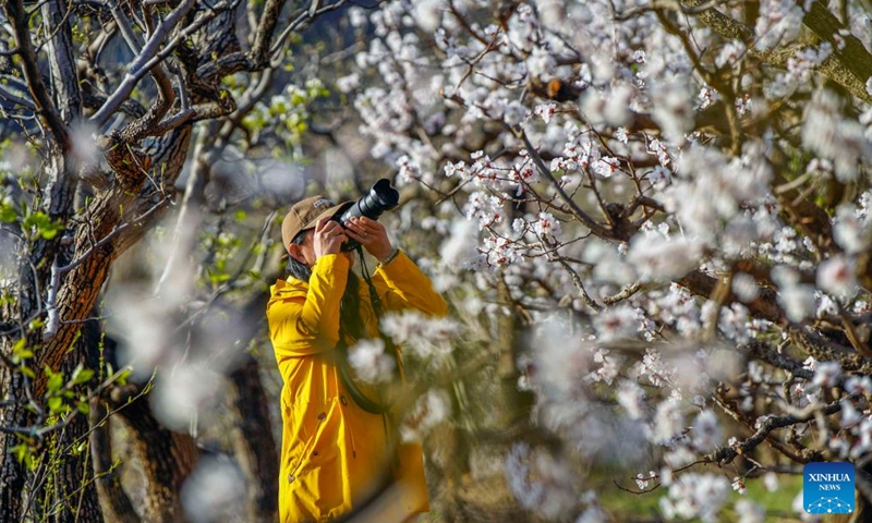 A tourist takes photos of flowers at Changlegu scenic spot in Zunhua City, north China's Hebei Province, April 1, 2026. Spring flowers are blooming across the country, attracting people to enjoy outings and flower viewing. (Photo by Liu Mancang/Xinhua)

