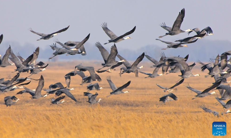 Hooded cranes fly over a wetland in Qiqihar, northeast China's Heilongjiang Province, March 31, 2026. (Photo by Wang Yonggang/Xinhua)

