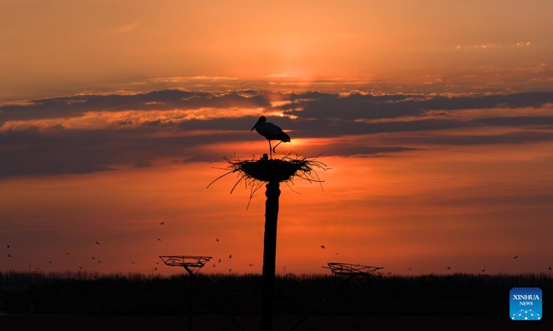 An aerial drone photo taken on April 1, 2026 shows an oriental white stork resting in a nest in Zhaodong, northeast China's Heilongjiang Province. (Photo by Liu Dapeng/Xinhua)

