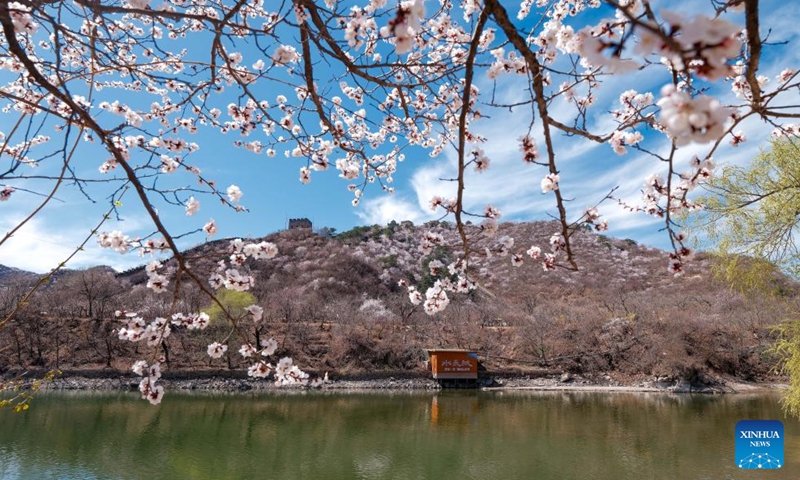 This photo taken on April 1, 2026 shows blooming flowers at Huanghuacheng Lakeside Great Wall in Huairou District of Beijing, capital of China. (Xinhua/Chen Yehua)

