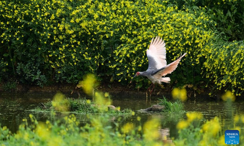 A crested ibis forages at a pond in Caoba Village, Yangxian County of northwest China's Shaanxi Province, March 30, 2026.(Xinhua/Zou Jingyi)