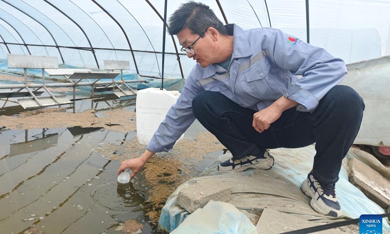Tian Tao checks a pond of spirulina at a greenhouse of DXN Corporation (Ningxia) Co., Ltd. in Shizuishan, northwest China's Ningxia Hui Autonomous Region, March 27, 2026. (Xinhua/Xie Jianwen)

