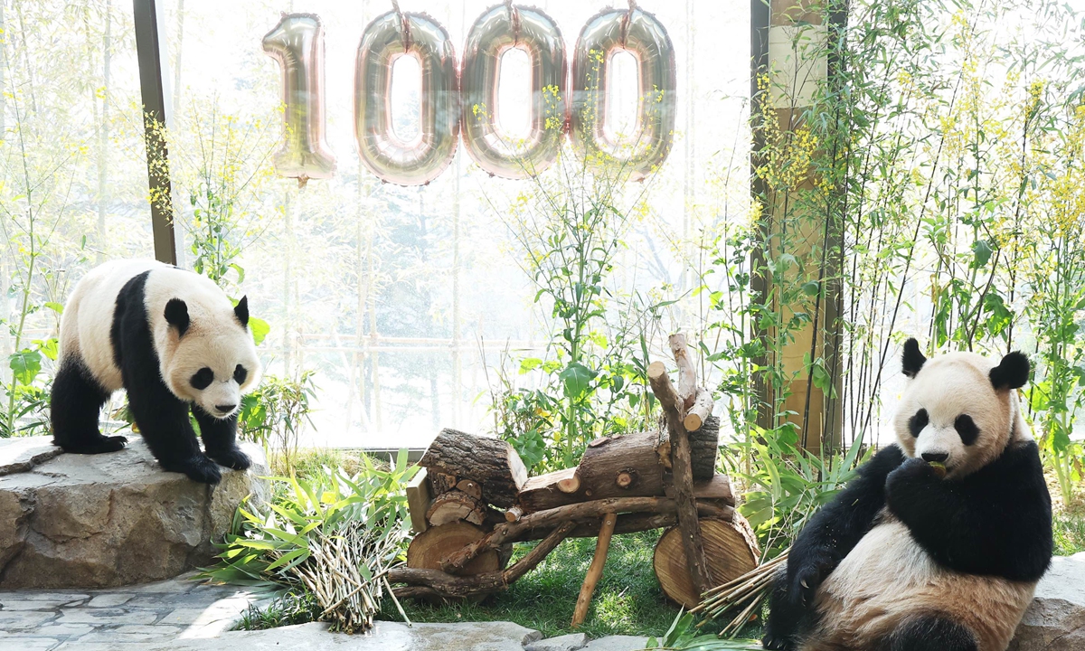 Giant panda twins Rui Bao and Hui Bao born in South Korea mark their 1,000th day in Yongin, Gyeonggi Province, South Korea on April 2, 2026. Born on July 7, 2023, Rui Bao and Hui Bao are the first pair of twin giant pandas born to the giant panda couple Le Bao and Ai Bao during their stay in South Korea. Photo: IC