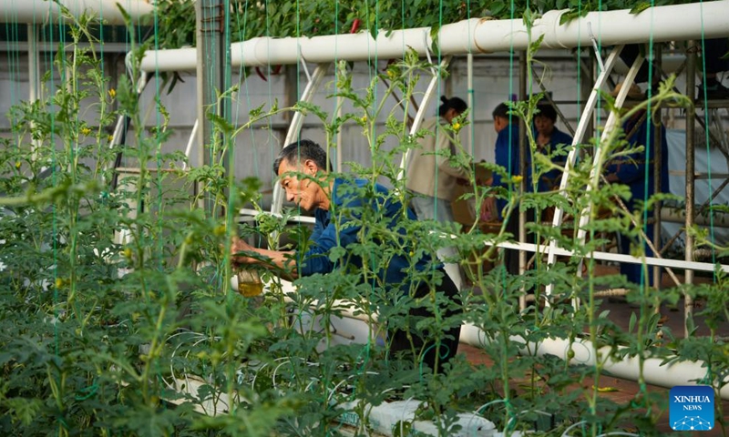 A staff member tends to vegetables for the upcoming 27th China (Shouguang) International Vegetable Science and Technology Expo in Shouguang, east China's Shandong Province, April 1, 2026. The 27th China (Shouguang) International Vegetable Science and Technology Expo has entered its final stage of preparation. Scheduled from April 20 to May 30, this year's expo will showcase over 2,600 varieties of vegetables. (Xinhua/Xu Suhui)

