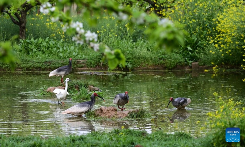 Crested ibises and other birds forage at a pond in Caoba Village, Yangxian County of northwest China's Shaanxi Province, March 30, 2026.(Xinhua/Zou Jingyi)