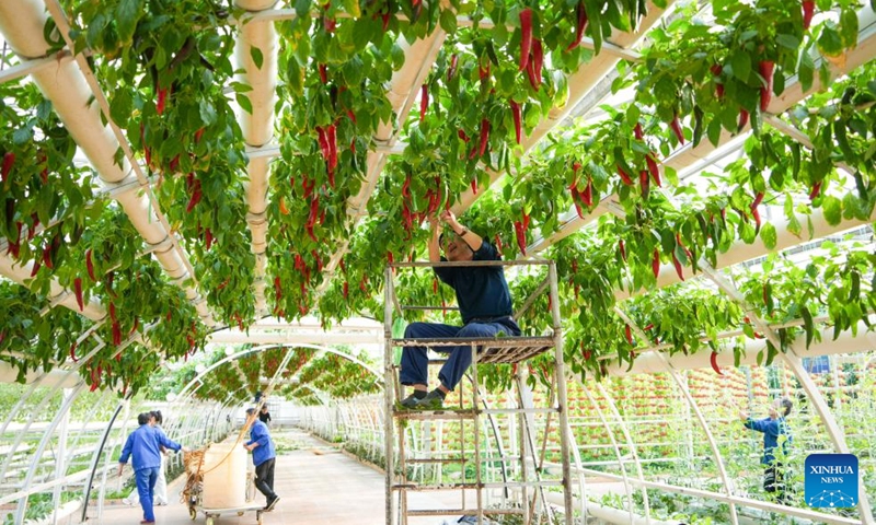 Staff members tend to vegetables for the upcoming 27th China (Shouguang) International Vegetable Science and Technology Expo in Shouguang, east China's Shandong Province, April 1, 2026. The 27th China (Shouguang) International Vegetable Science and Technology Expo has entered its final stage of preparation. Scheduled from April 20 to May 30, this year's expo will showcase over 2,600 varieties of vegetables. (Xinhua/Xu Suhui)

