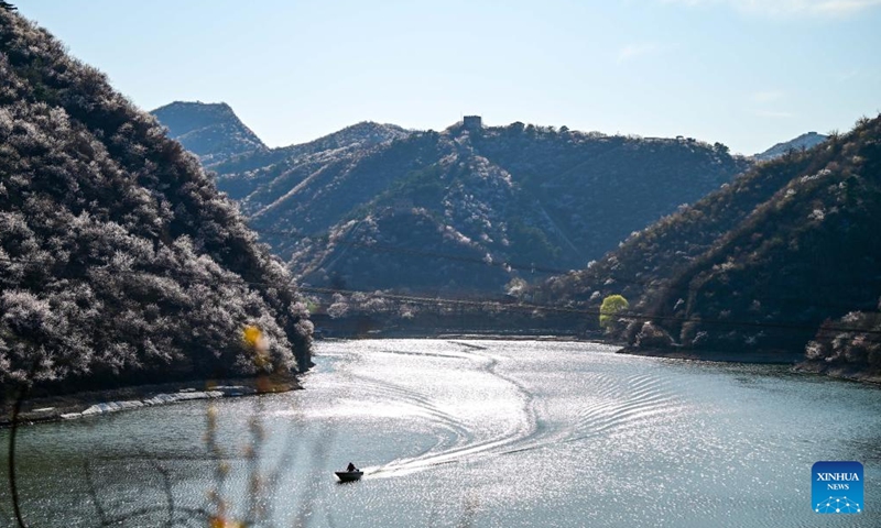 This photo taken on April 1, 2026 shows blooming flowers at Huanghuacheng Lakeside Great Wall in Huairou District of Beijing, capital of China. (Xinhua/Chen Yehua)

