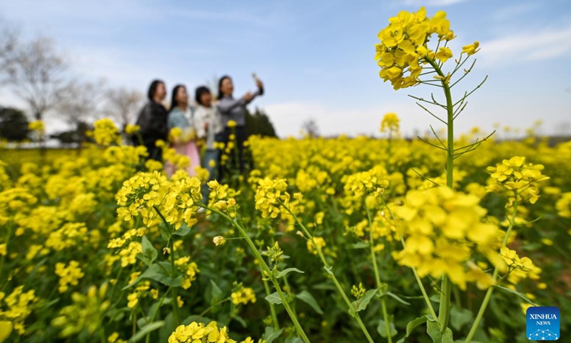 People view rapeseed flowers in a field in Gucheng Village, Niucheng Township, Lingshou County, Shijiazhuang City, north China's Hebei Province, April 1, 2026. Spring flowers are blooming across the country, attracting people to enjoy outings and flower viewing. (Photo by Zhang Xiaofeng/Xinhua)

