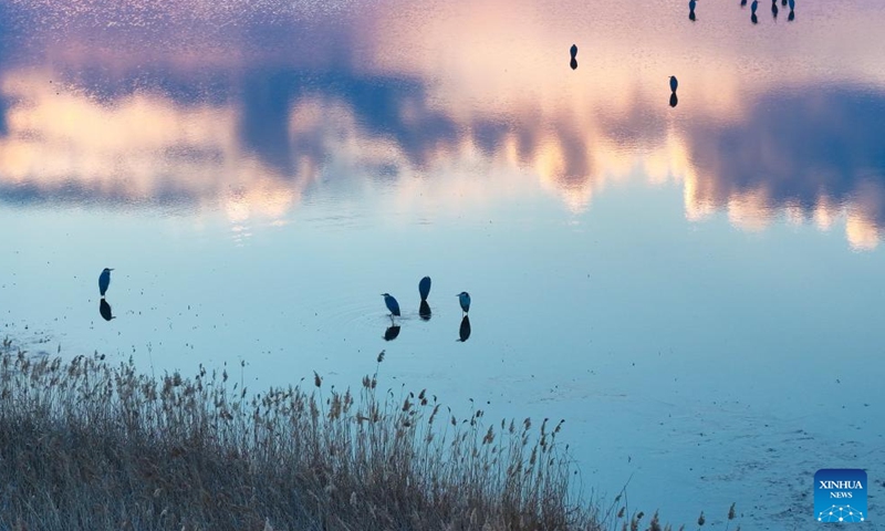 An aerial drone photo taken on March 28, 2026 shows migratory birds at the Fujin National Wetland Park in Fujin City of northeast China's Heilongjiang Province. (Photo by Qu Yubao/Xinhua)

