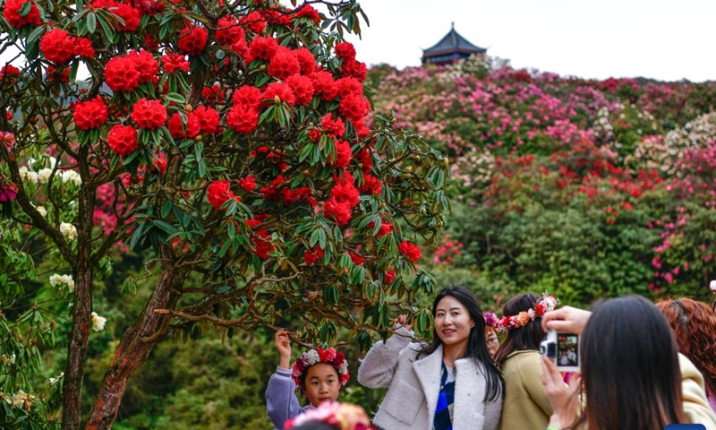 Tourists pose for photos at an azalea scenic area in Bijie City, southwest China's Guizhou Province, April 1, 2026. The azaleas in Bijie are currently in full bloom, drawing crowds of visitors. (Xinhua/Yang Wenbin)