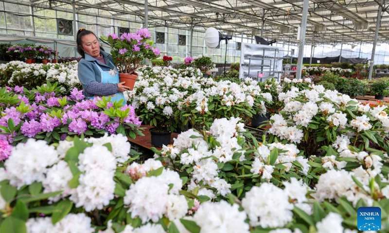 A worker carries cultivated azaleas at a flower science and technology park in Bijie City, southwest China's Guizhou Province, March 28, 2026. The azaleas in Bijie are currently in full bloom, drawing crowds of visitors. (Photo by Han Xianpu/Xinhua)