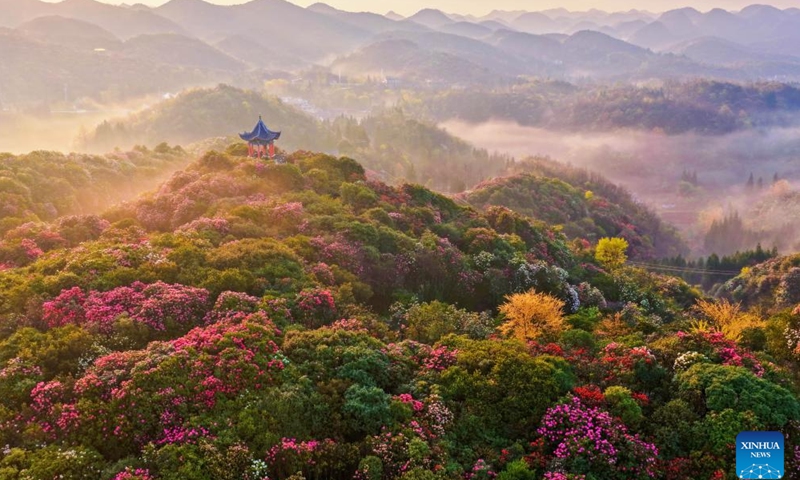 An aerial drone photo shows azaleas shrouded in morning mist at an azalea scenic area in Bijie City, southwest China's Guizhou Province, April 1, 2026. The azaleas in Bijie are currently in full bloom, drawing crowds of visitors. (Photo by Chen He/Xinhua)