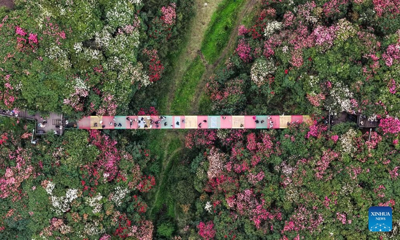An aerial drone photo shows tourists visiting an azalea scenic area in Bijie City, southwest China's Guizhou Province, April 1, 2026. The azaleas in Bijie are currently in full bloom, drawing crowds of visitors. (Xinhua/Yang Wenbin)