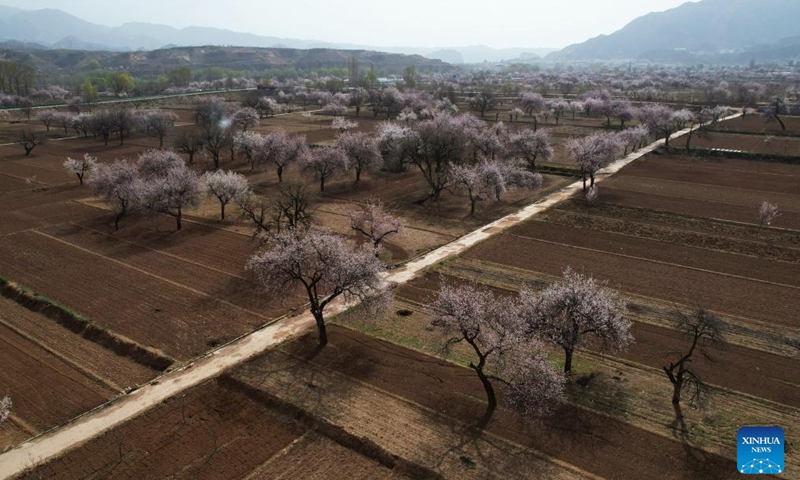 An aerial drone photo taken on April 3, 2026 shows a view of apricot blossoms in Tangwang Town of Dongxiang Autonomous County, northwest China's Gansu Province. Apricot blossoms in Tangwang Town are in full bloom, attracting people for spring outings. With about 10,000 mu (667 hectares) of apricot trees, the town is leveraging this resource to develop local tourism industry. (Xinhua/Zhang Zhimin)

