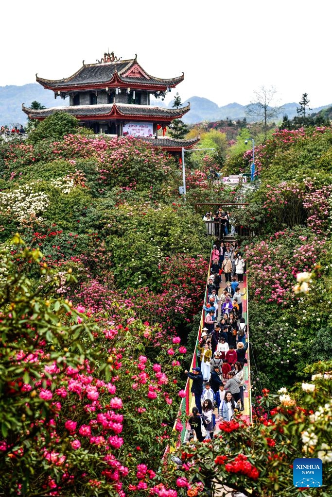 Tourists visit an azalea scenic area in Bijie City, southwest China's Guizhou Province, April 1, 2026. The azaleas in Bijie are currently in full bloom, drawing crowds of visitors. (Xinhua/Yang Wenbin)