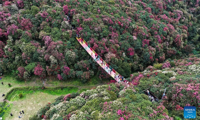 An aerial drone photo shows tourists visiting an azalea scenic area in Bijie City, southwest China's Guizhou Province, April 1, 2026. The azaleas in Bijie are currently in full bloom, drawing crowds of visitors. (Xinhua/Yang Wenbin)