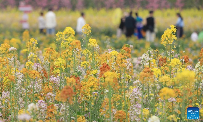 Tourists enjoy their leisure time in a cole flower field in Wenxian County of Jiaozuo City, central China's Henan Province, April 2, 2026. (Photo by Huang Fuxing/Xinhua)