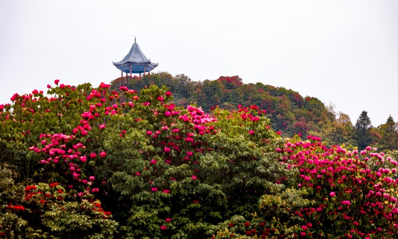 This photo shows azaleas at an azalea scenic area in Bijie City, southwest China's Guizhou Province, April 1, 2026. The azaleas in Bijie are currently in full bloom, drawing crowds of visitors. (Xinhua/Liu Xu)