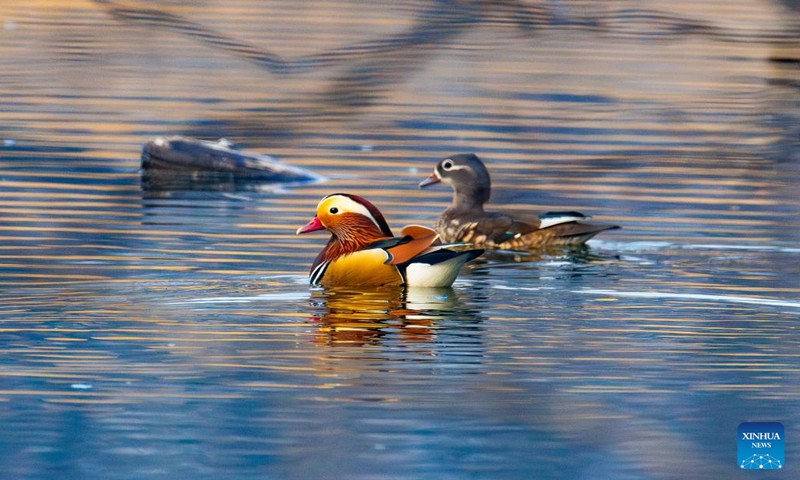 Mandarin ducks are pictured in Vladivostok, Russia, April 2, 2026. (Photo by Andrey Matveenko/Xinhua)