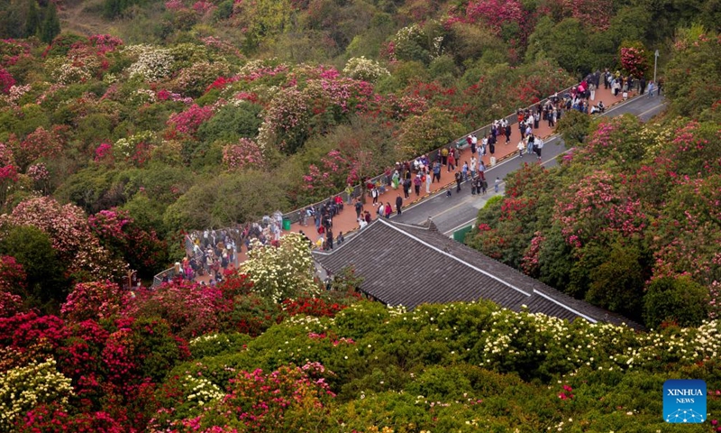 Tourists visit an azalea scenic area in Bijie City, southwest China's Guizhou Province, April 1, 2026. The azaleas in Bijie are currently in full bloom, drawing crowds of visitors. (Xinhua/Liu Xu)