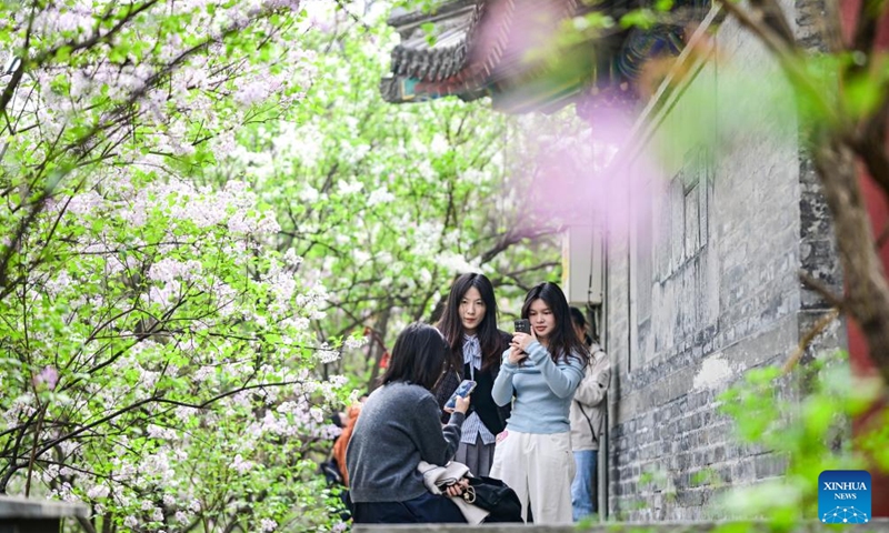 A tourist takes photos of blooming lilacs at Fayuan Temple in Beijing, capital of China, April 3, 2026. (Xinhua/Chen Yehua)