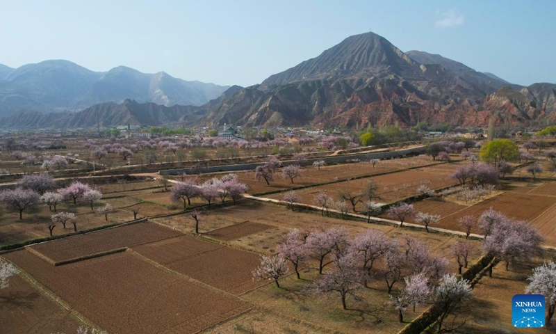An aerial drone photo taken on April 3, 2026 shows a view of apricot blossoms in Tangwang Town of Dongxiang Autonomous County, northwest China's Gansu Province. Apricot blossoms in Tangwang Town are in full bloom, attracting people for spring outings. With about 10,000 mu (667 hectares) of apricot trees, the town is leveraging this resource to develop local tourism industry. (Xinhua/Zhang Zhimin)

