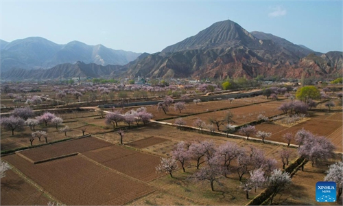 globaltimes.cn - Xinhua - Apricot blossoms in full bloom attract people for spring outings in NW China's Gansu