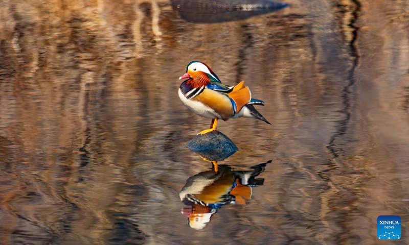 A mandarin duck is pictured in Vladivostok, Russia, April 2, 2026. (Photo by Andrey Matveenko/Xinhua)