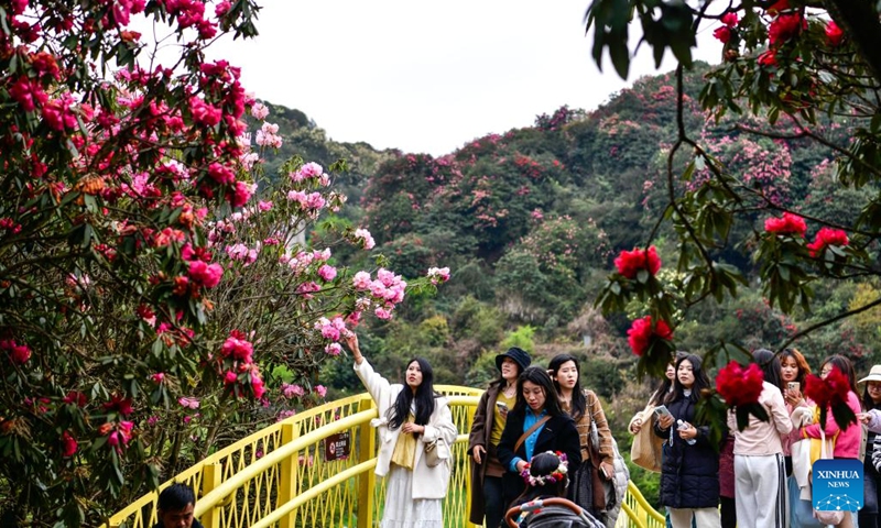 Tourists visit an azalea scenic area in Bijie City, southwest China's Guizhou Province, April 1, 2026. The azaleas in Bijie are currently in full bloom, drawing crowds of visitors. (Xinhua/Yang Wenbin)