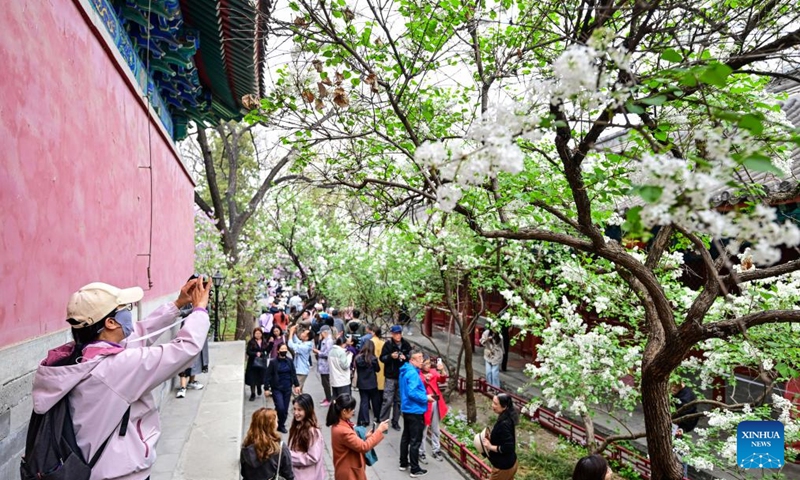Tourists enjoy blooming lilacs at Fayuan Temple in Beijing, capital of China, April 3, 2026. (Xinhua/Chen Yehua)