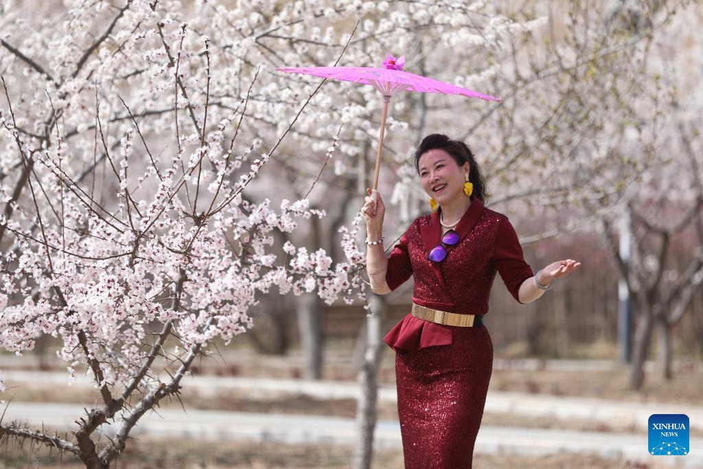 A tourist enjoys the scenery of apricot blossoms in Tangwang Town of Dongxiang Autonomous County, northwest China's Gansu Province, April 3, 2026. Apricot blossoms in Tangwang Town are in full bloom, attracting people for spring outings. With about 10,000 mu (667 hectares) of apricot trees, the town is leveraging this resource to develop local tourism industry. (Xinhua/Zhang Zhimin)

