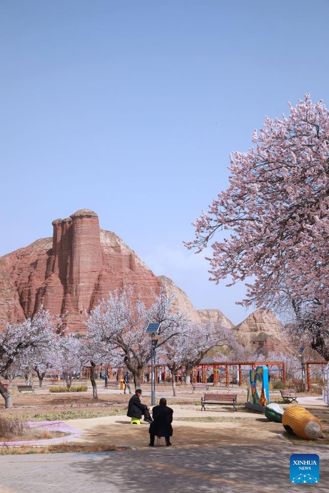 This photo taken on April 3, 2026 shows a view of apricot blossoms in Tangwang Town of Dongxiang Autonomous County, northwest China's Gansu Province. Apricot blossoms in Tangwang Town are in full bloom, attracting people for spring outings. With about 10,000 mu (667 hectares) of apricot trees, the town is leveraging this resource to develop local tourism industry. (Xinhua/Zhang Zhimin)

