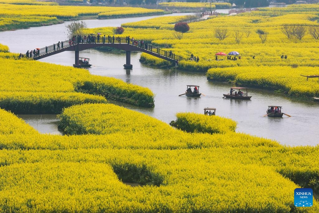 Visitors enjoy spring time among cole flowers at a scenic area in Xinghua City, east China's Jiangsu Province, April 2, 2026. (Photo by Shi Daozhi/Xinhua)