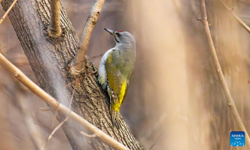 A woodpecker is pictured in Vladivostok, Russia, April 2, 2026. (Photo by Andrey Matveenko/Xinhua)