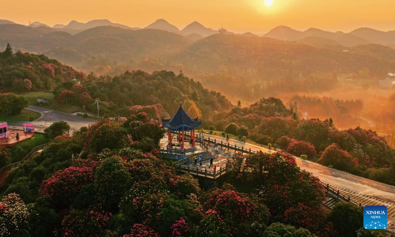 A drone photo shows tourists visiting an azalea scenic area in Bijie City, southwest China's Guizhou Province, April 1, 2026. The azaleas in Bijie are currently in full bloom, drawing crowds of visitors. (Photo by Chen He/Xinhua)
