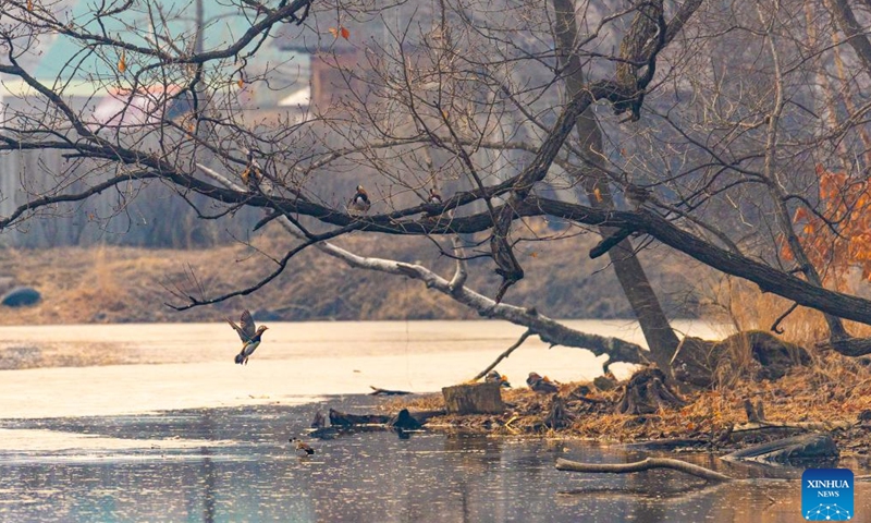 Wild birds are pictured in Vladivostok, Russia, April 2, 2026. (Photo by Andrey Matveenko/Xinhua)