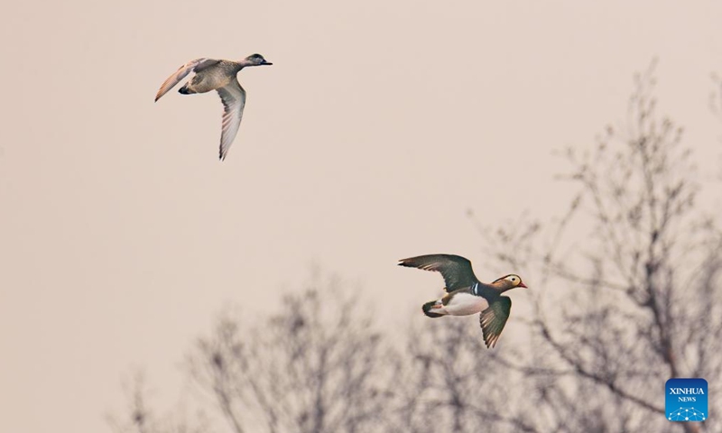 Wild birds are pictured in Vladivostok, Russia, April 2, 2026. (Photo by Andrey Matveenko/Xinhua)