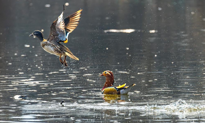 Wild birds are pictured in Vladivostok, Russia, April 2, 2026. (Photo by Andrey Matveenko/Xinhua)