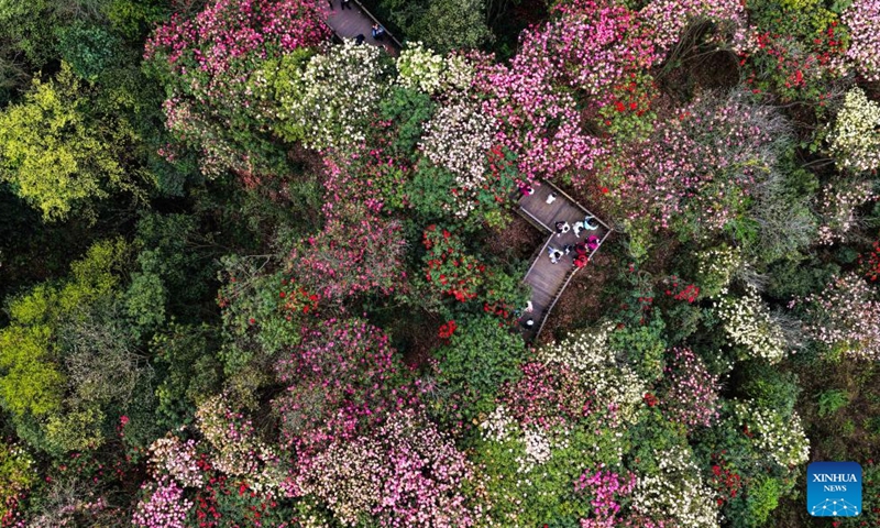 An aerial drone photo shows tourists visiting an azalea scenic area in Bijie City, southwest China's Guizhou Province, April 1, 2026. The azaleas in Bijie are currently in full bloom, drawing crowds of visitors. (Xinhua/Yang Wenbin)