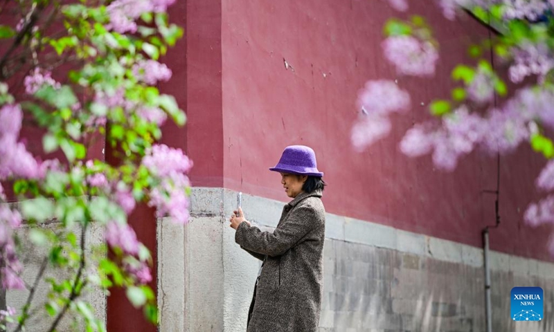 A tourist takes photos of blooming lilacs at Fayuan Temple in Beijing, capital of China, April 3, 2026. (Xinhua/Chen Yehua)