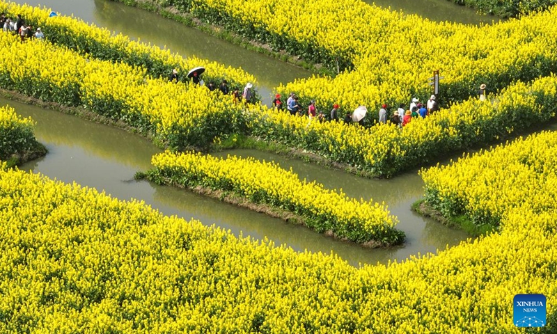 A drone photo taken on April 2, 2026 shows visitors enjoying spring time among cole flowers at a scenic area in Xinghua City, east China's Jiangsu Province. (Photo by Shi Daozhi/Xinhua)