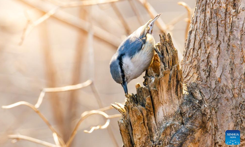 A sitta europaea is pictured in Vladivostok, Russia, April 2, 2026. (Photo by Andrey Matveenko/Xinhua)
