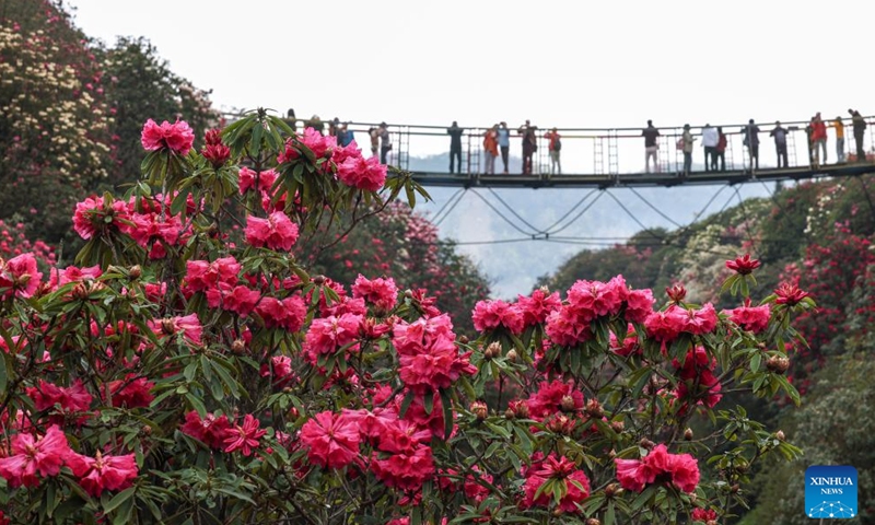 Tourists visit an azalea scenic area in Bijie City, southwest China's Guizhou Province, March 26, 2026. The azaleas in Bijie are currently in full bloom, drawing crowds of visitors. (Photo by Chen Xi/Xinhua)