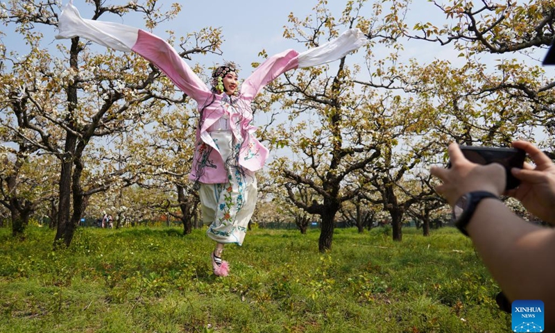 An opera enthusiast poses for photos at a pear orchard in Chaihudian Town of Tengzhou City, east China's Shandong Province, April 3, 2026. Pear trees at nearly 10,000 mu (about 667 hectares) of pear orchards in Chaihudian Town of Tengzhou have entered full bloom recently, attracting tourists to enjoy the blossoms. (Xinhua/Zhu Zheng)